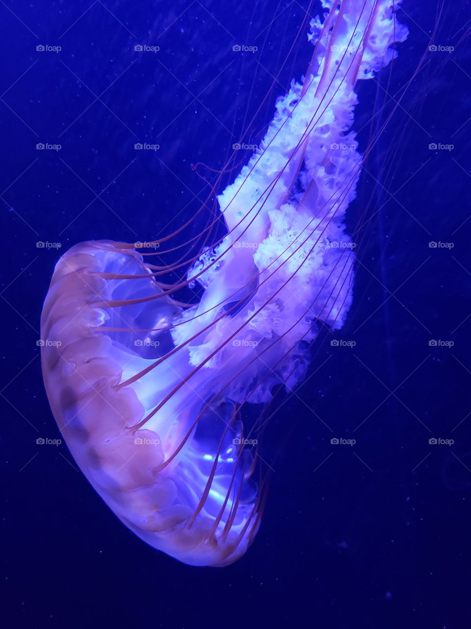 jellyfish