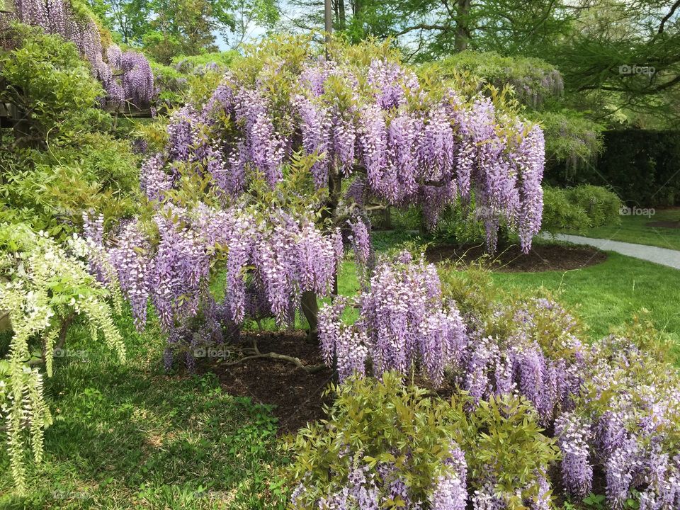 Purple Wisteria 