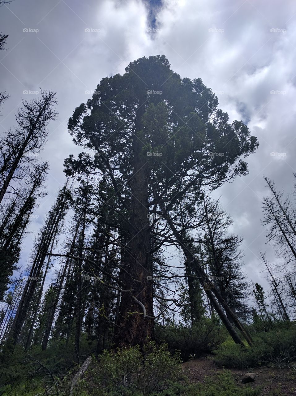 towering Douglas fir