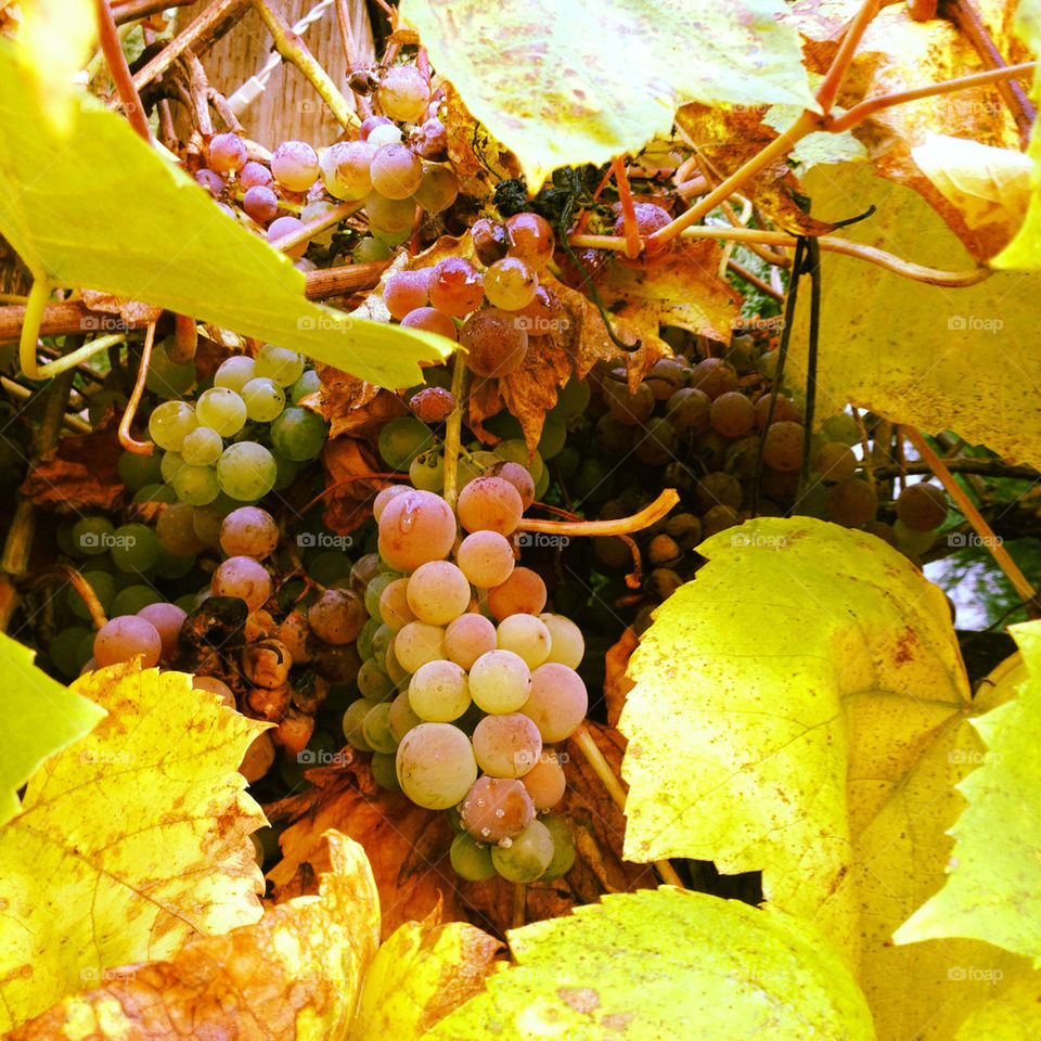 vineyard fresh wine grapes by papazian9578