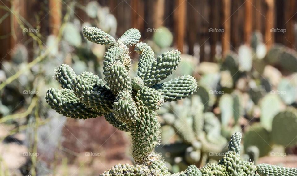 Desert Cactus