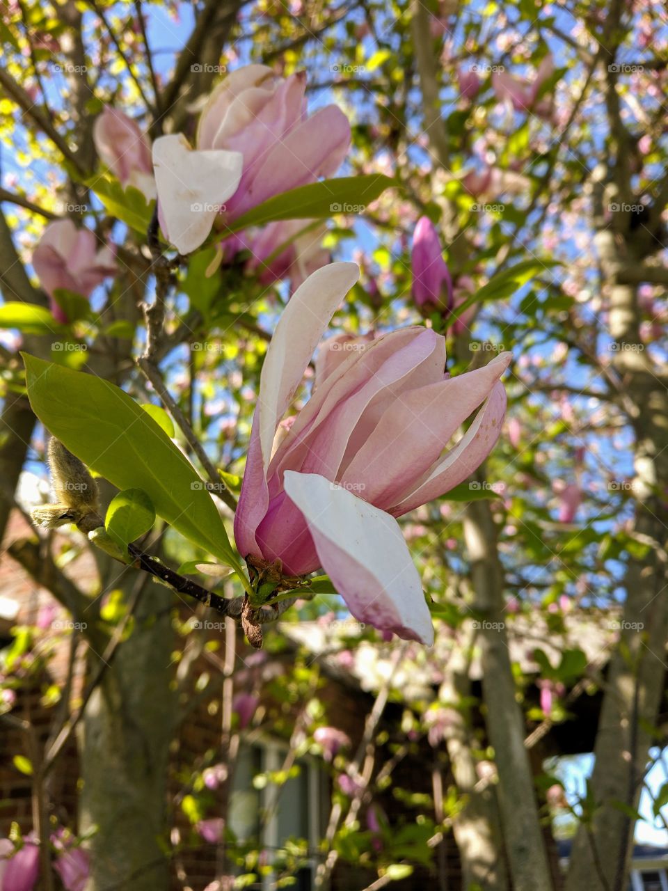 Blooming tree