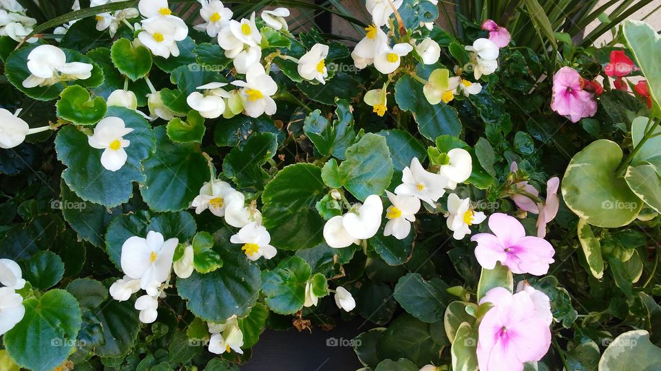 Flower, Nature, Flora, Leaf, Garden