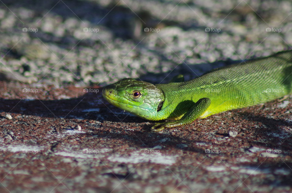 big green lizard