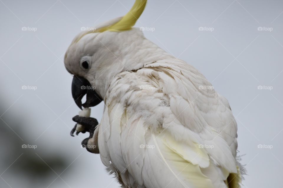 Cockatoo eating