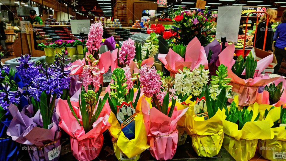 Variety of Easter Lillie's