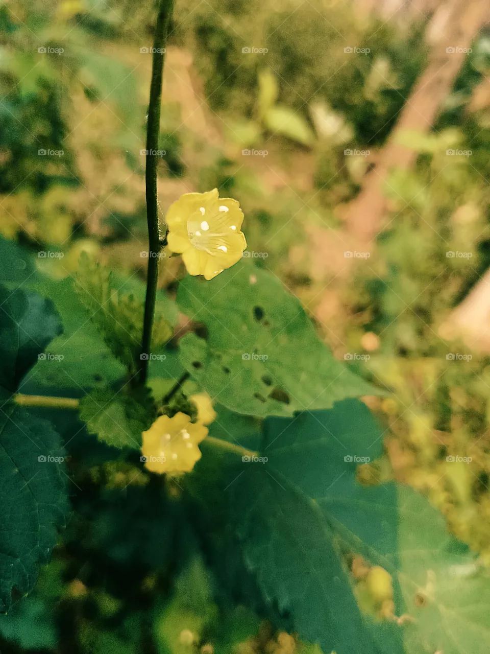 yellow flowers