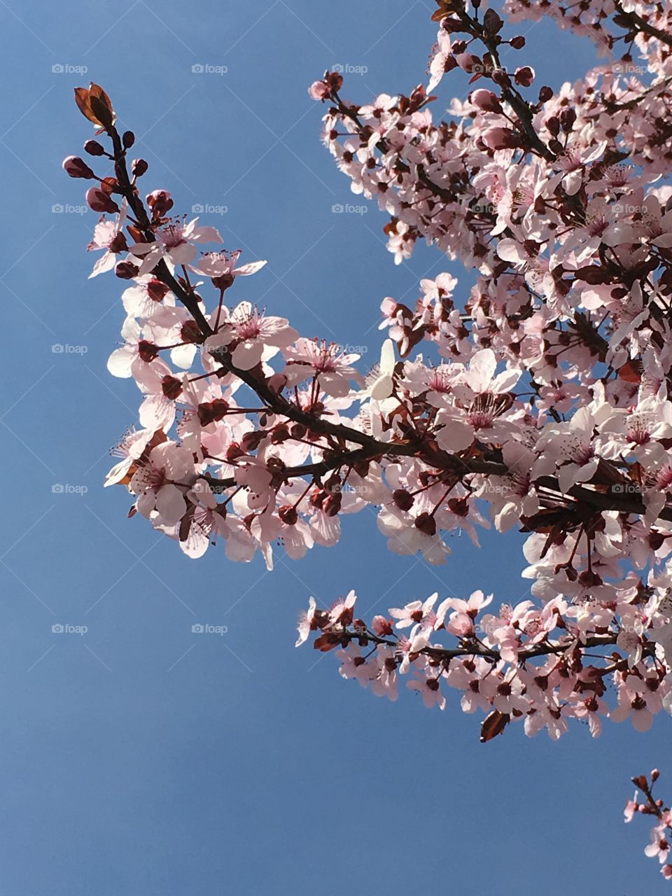 Spring blossoms against blue sky