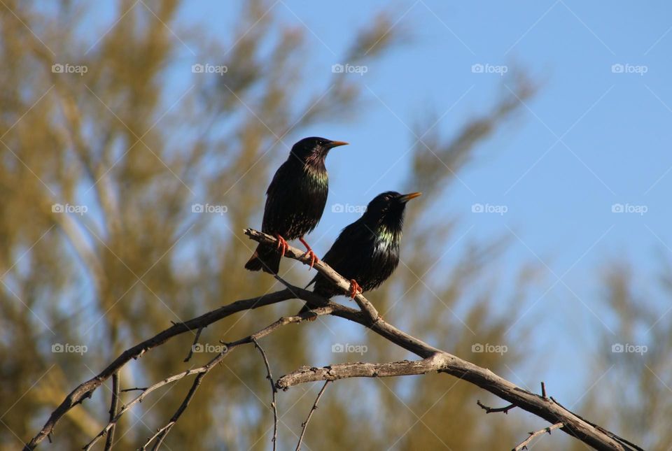 Two Starlings on a Branch