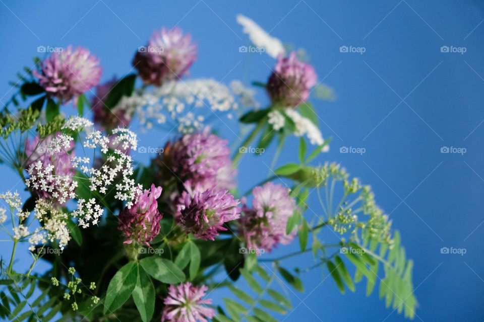 A bouquet of clover and wildflowers in a glass on a blue background close up