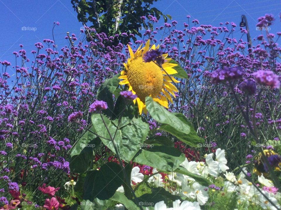 A Huge Sunflower Surrounded by lilacs against the Blue Sky 
