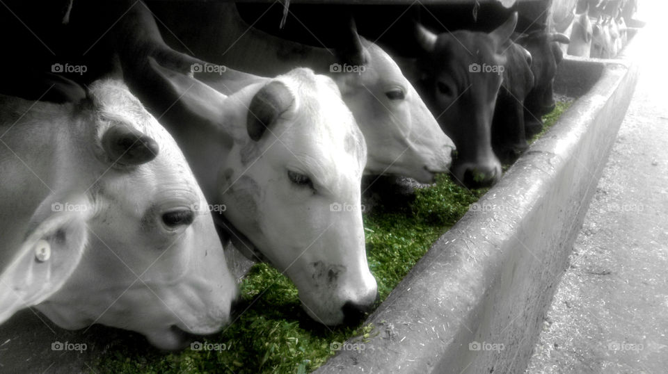 Cows Feeding. This photo was taken at a famous cow ranch located in Delhi, India