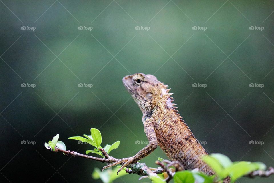 An oriental garden lizard in close up view with blurry background 