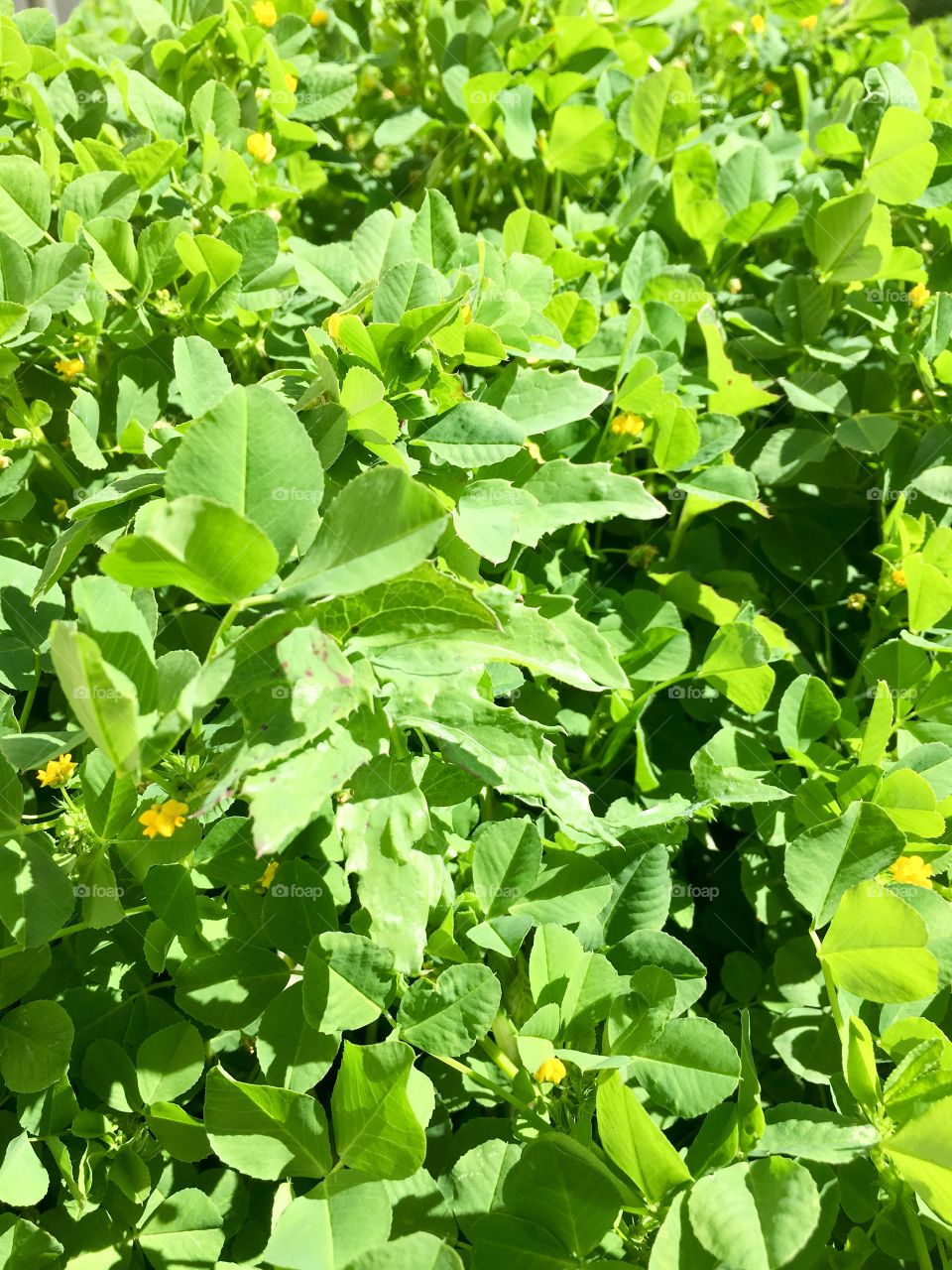 Clover closeup