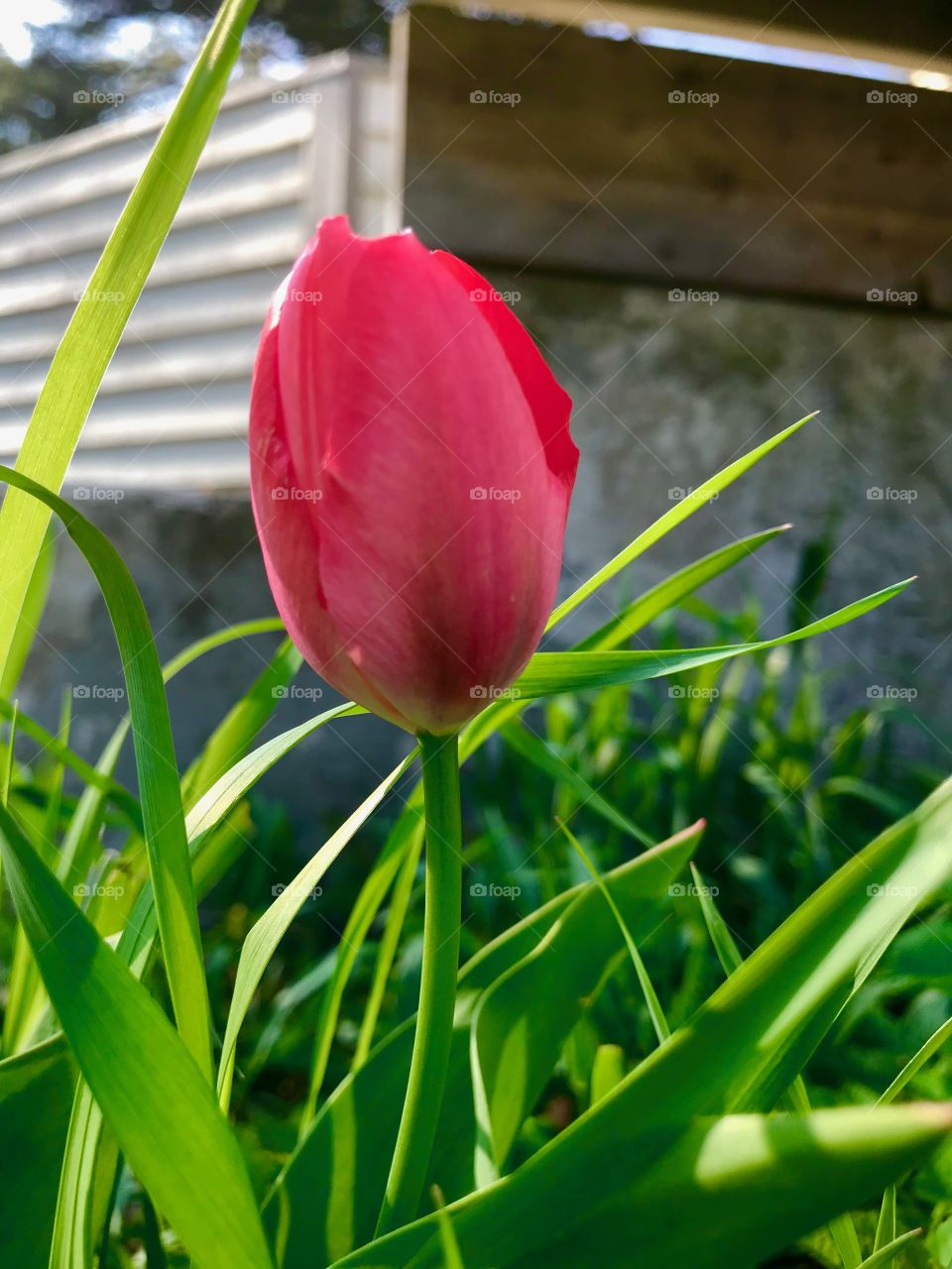 Fresh tulip bloom