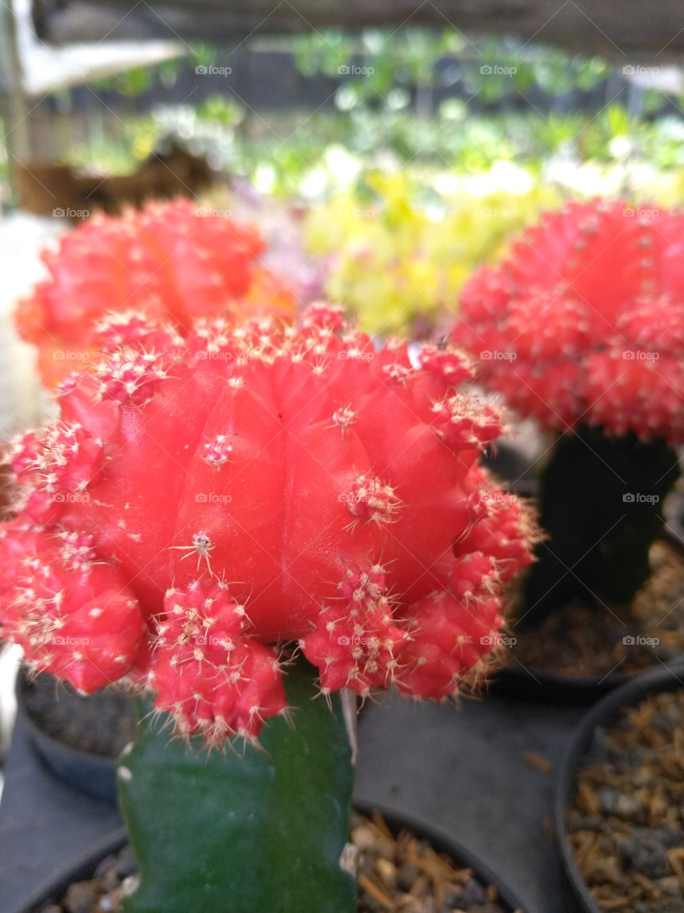 red cactus