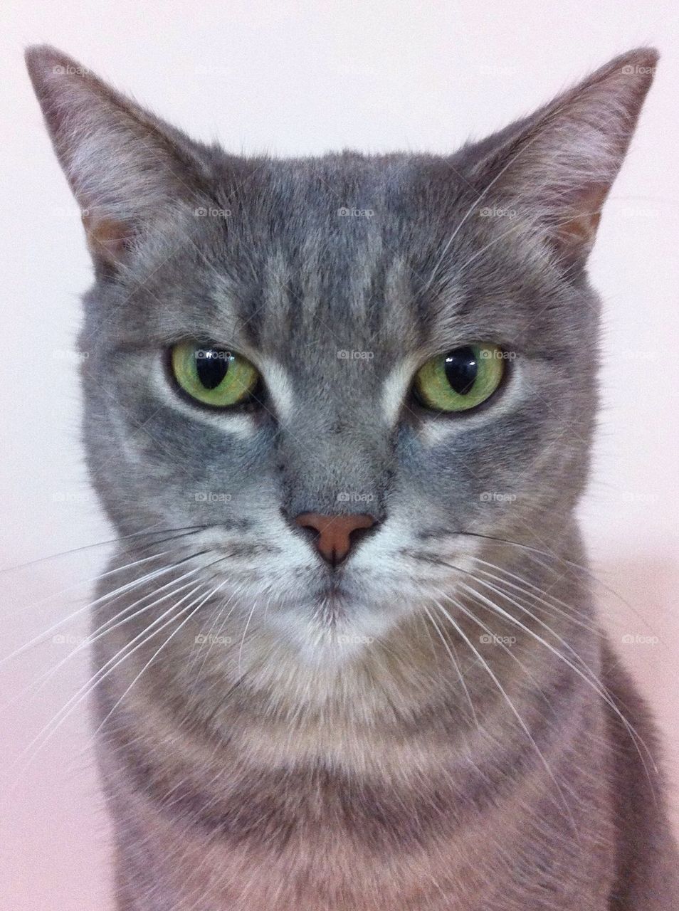 Cat looking at viewer