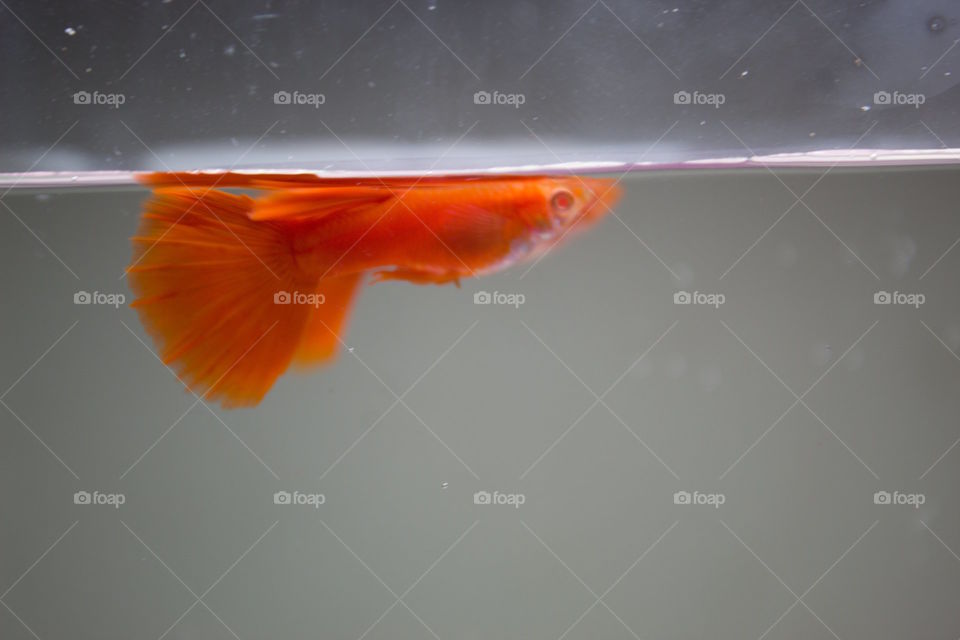 alvino full red guppy