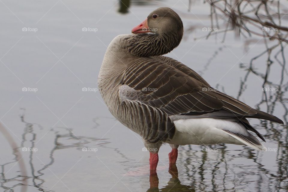 Close-up of duck in water