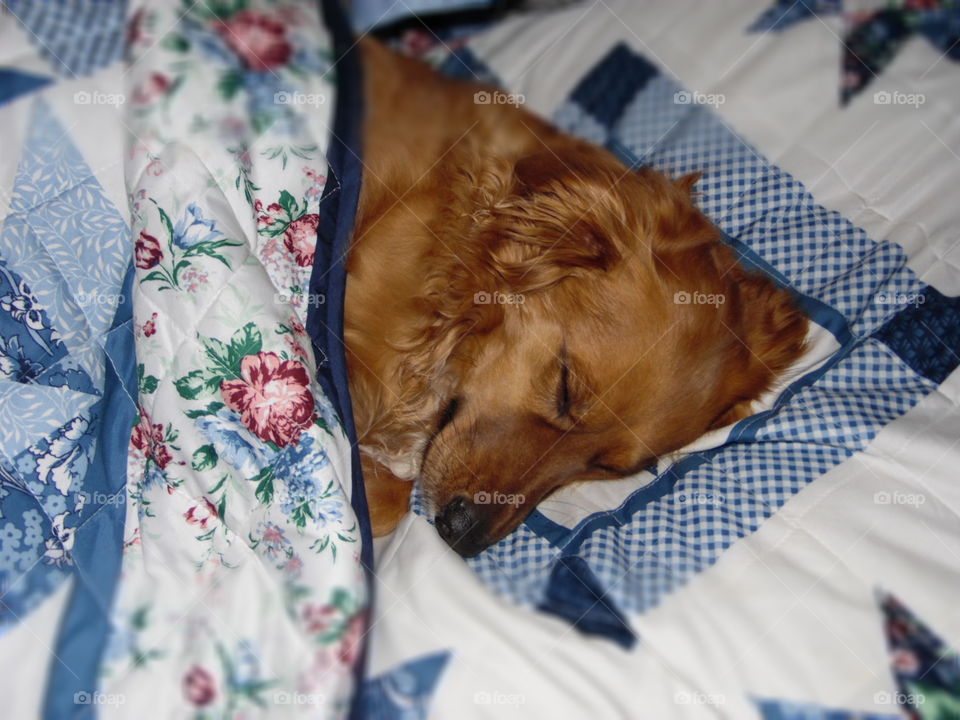 Sweet dog is all cozied up, sleeping like a human under a quilt.