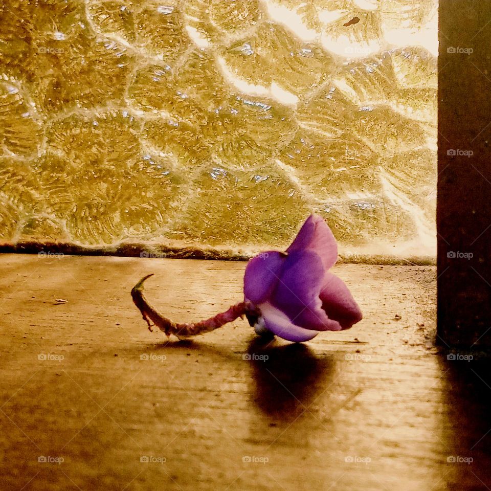 the beauty of complementary colors