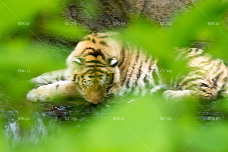 Tiger drinking water