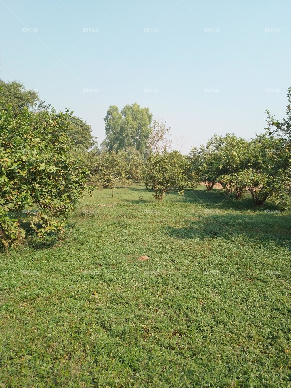 Guava Garden