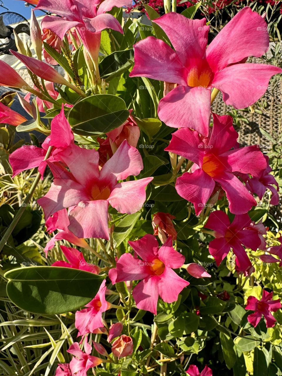 Camellia flowers 