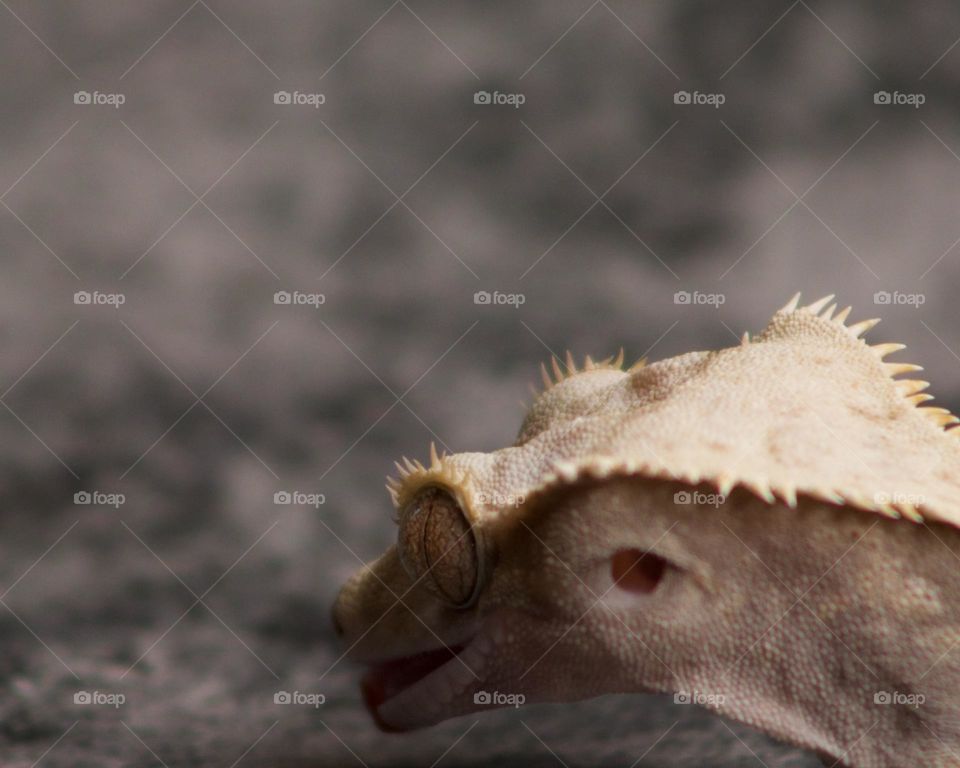 Crested Gecko about to go for the catch