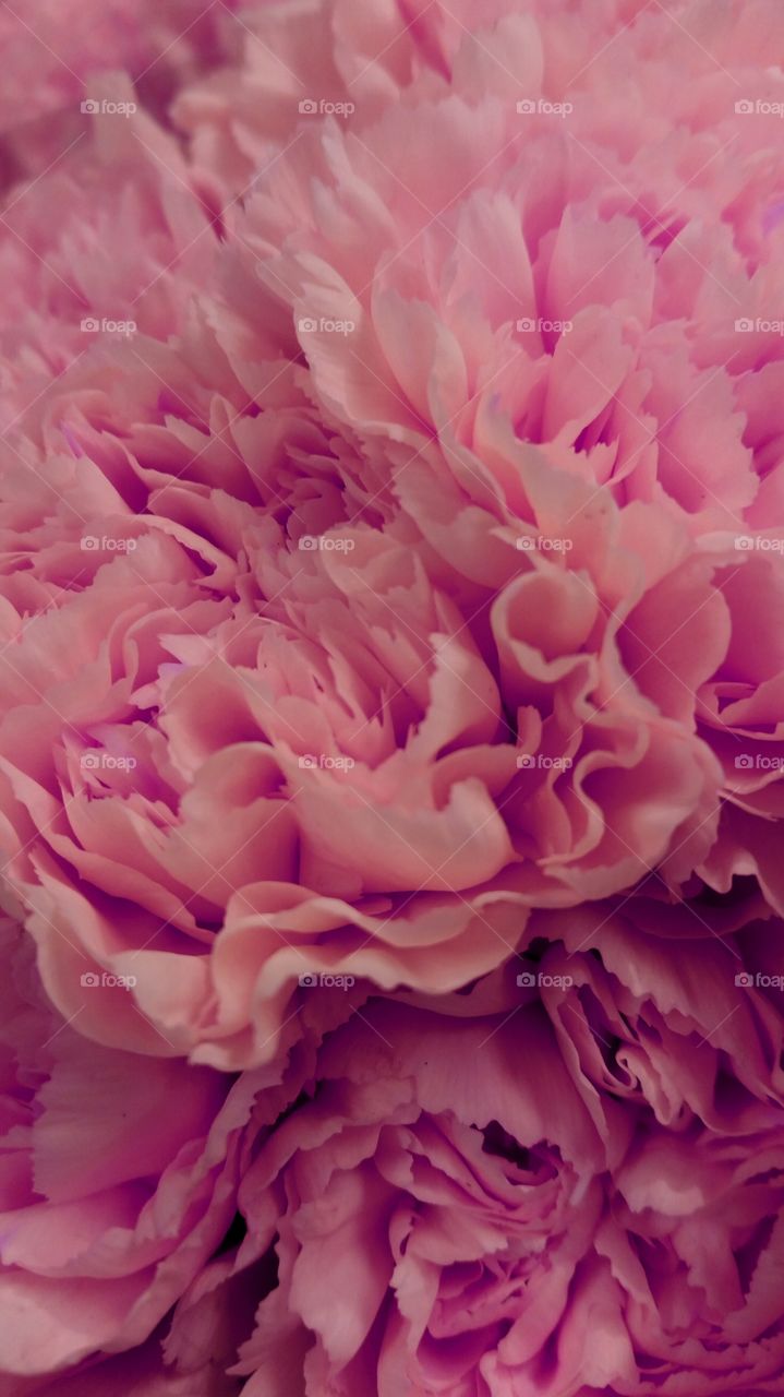 Warm blush pink flower closeup