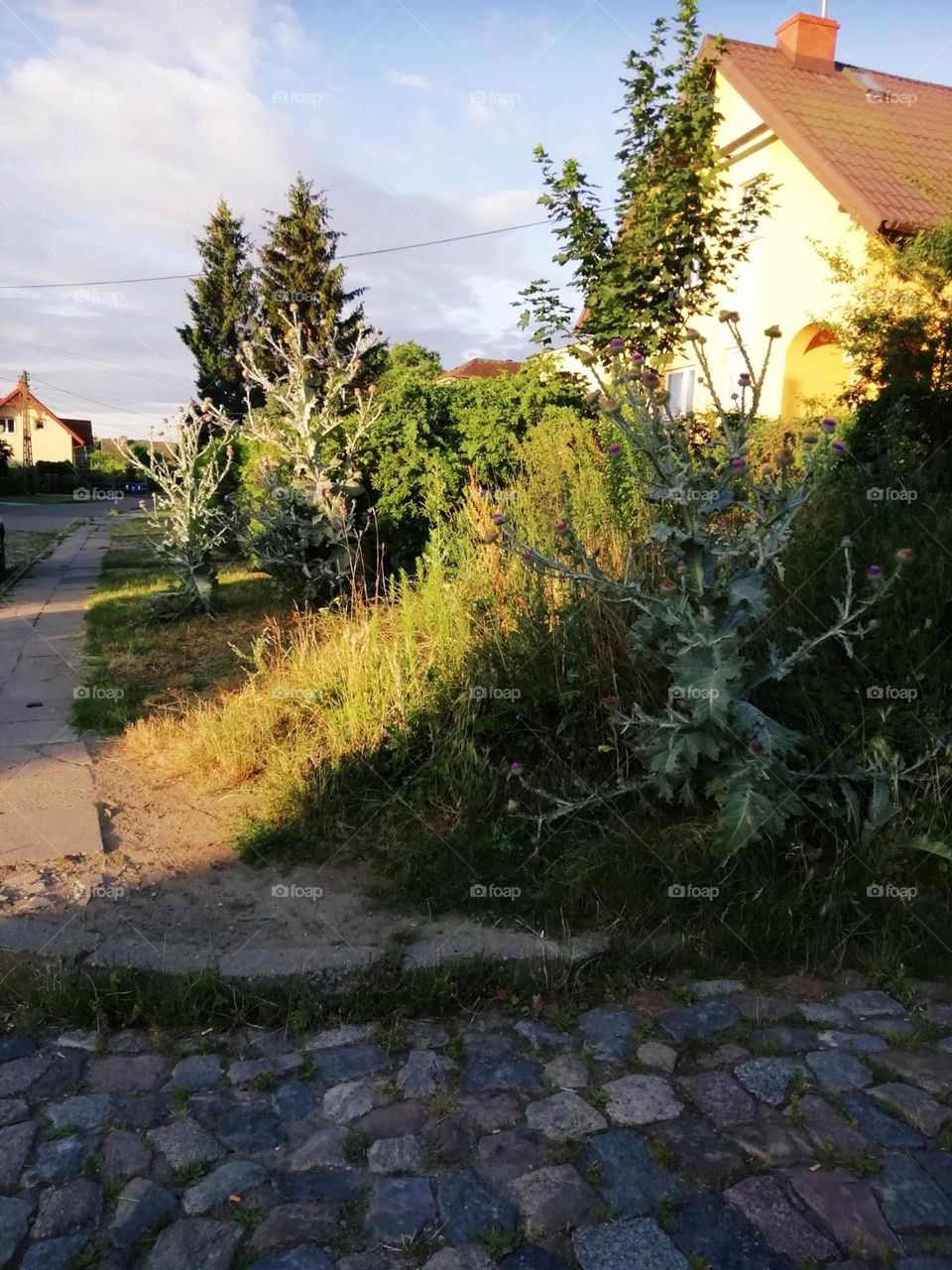 editors Choice photo on the week