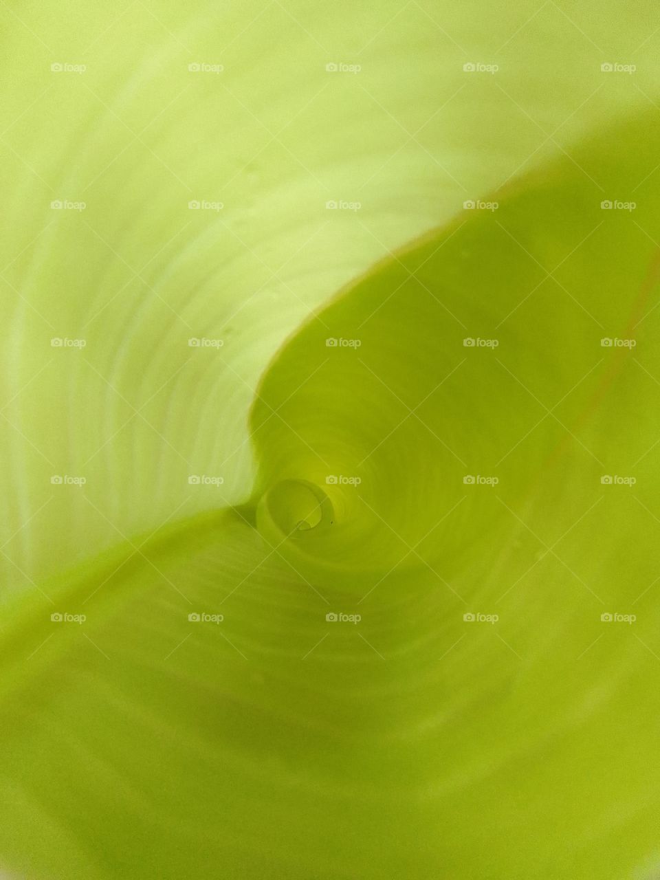 banana leaf