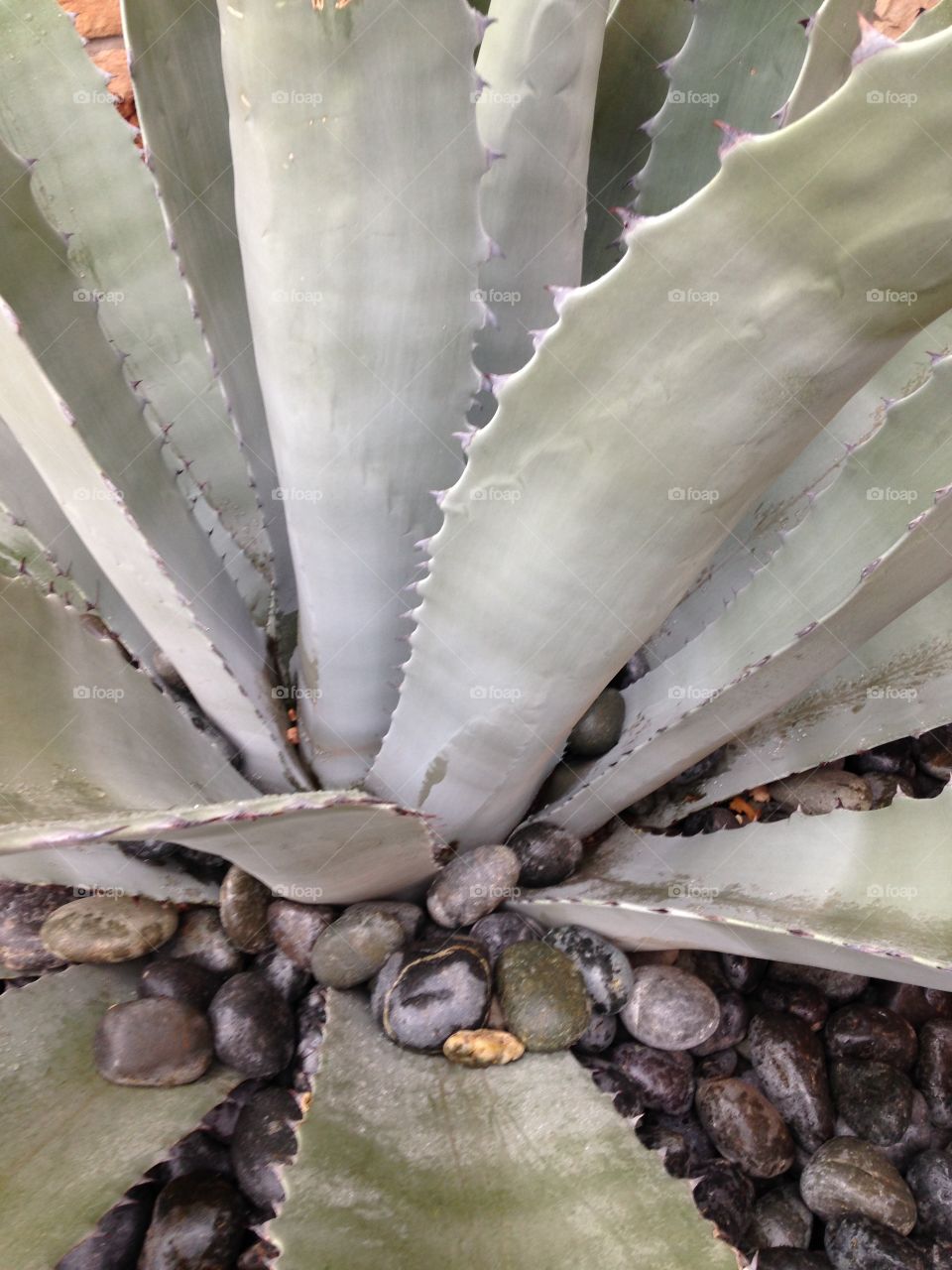 Agave. Leaves of agave