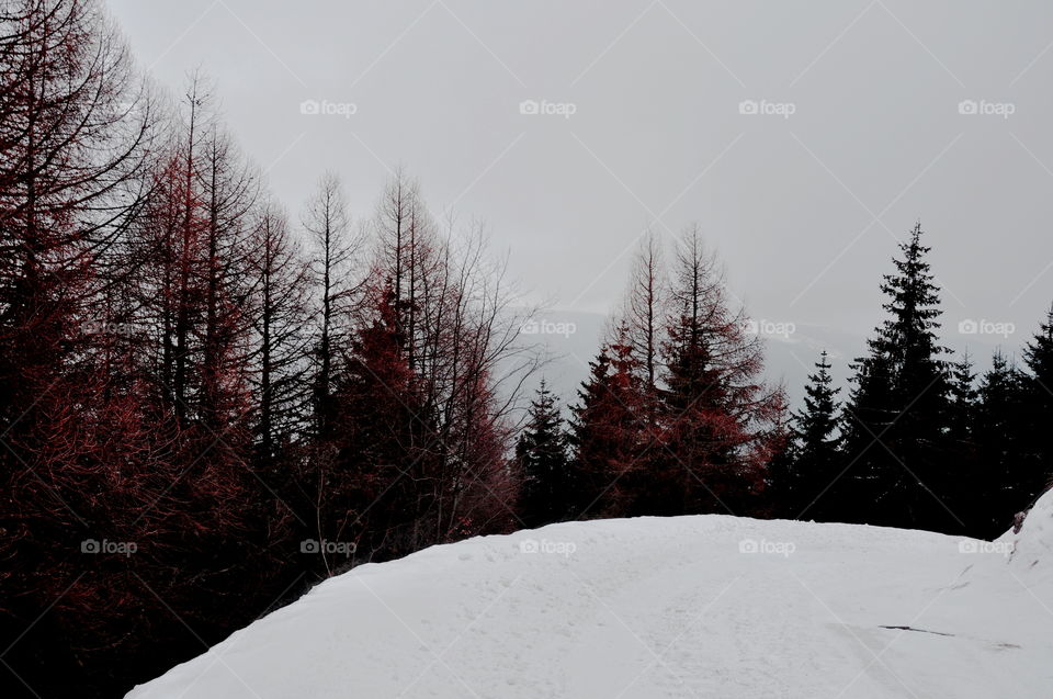 Snow, Winter, Cold, Landscape, Tree