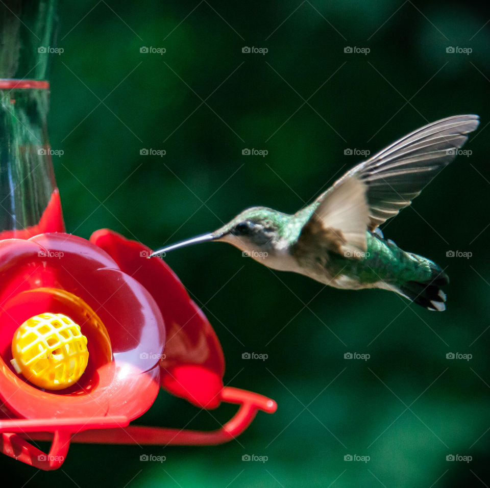 close up of ruby red throat hummingbird in mid flight feeding on red feeder