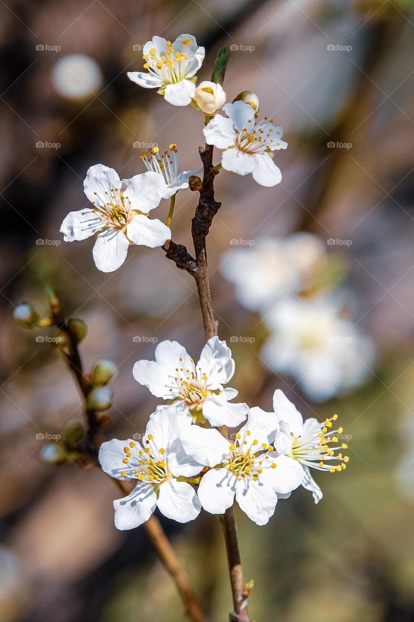 white spring flowers