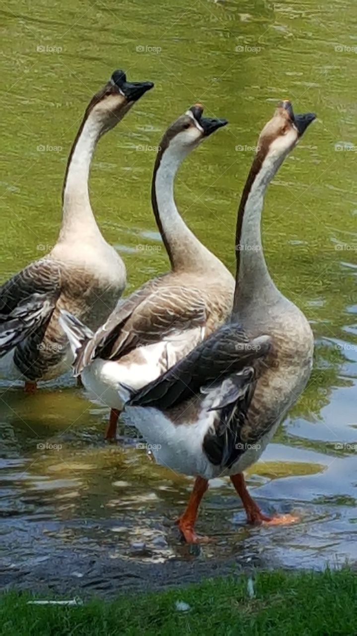 Geese