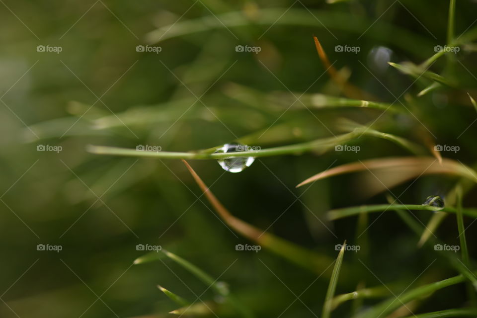 Rain drop hanging from a blade of grass, macro