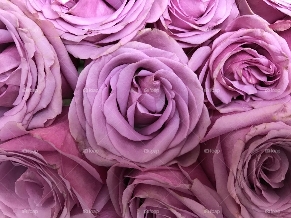 Lush lavender roses