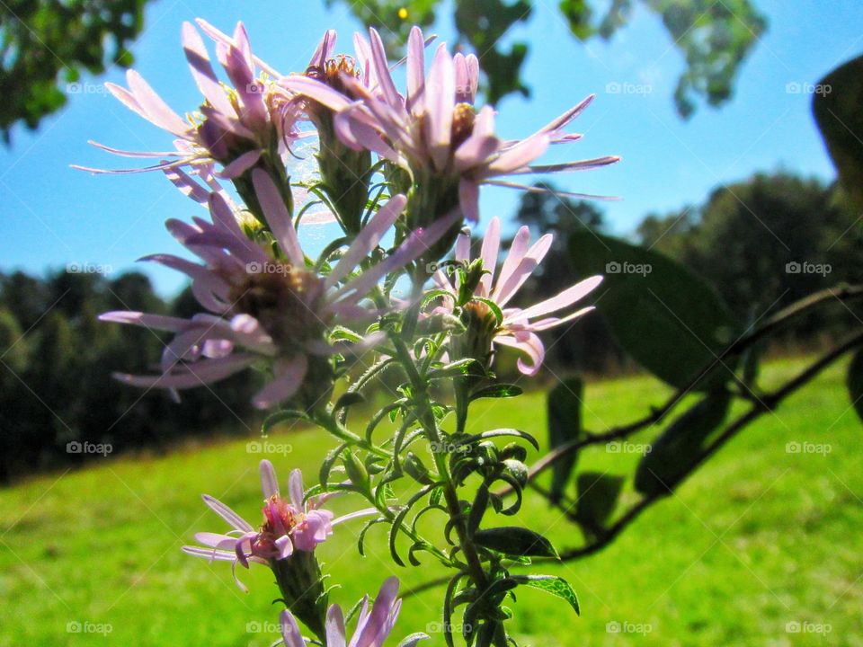 pastel purple wildflowers in meadow