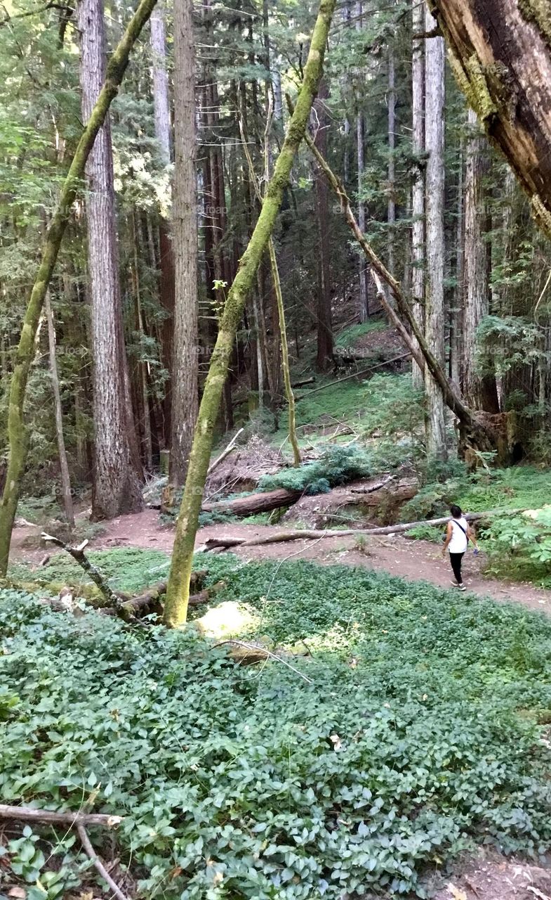 Walking on through the giant lined trees.  The trees were the towers of the forest. We looked up and the trees were skyscraper tall.. We were in awe of the size and majesty of the trees. The Beauty of the forest comforted our hearts. 