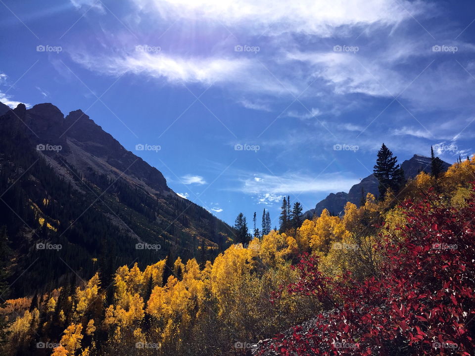 Forest in colorado