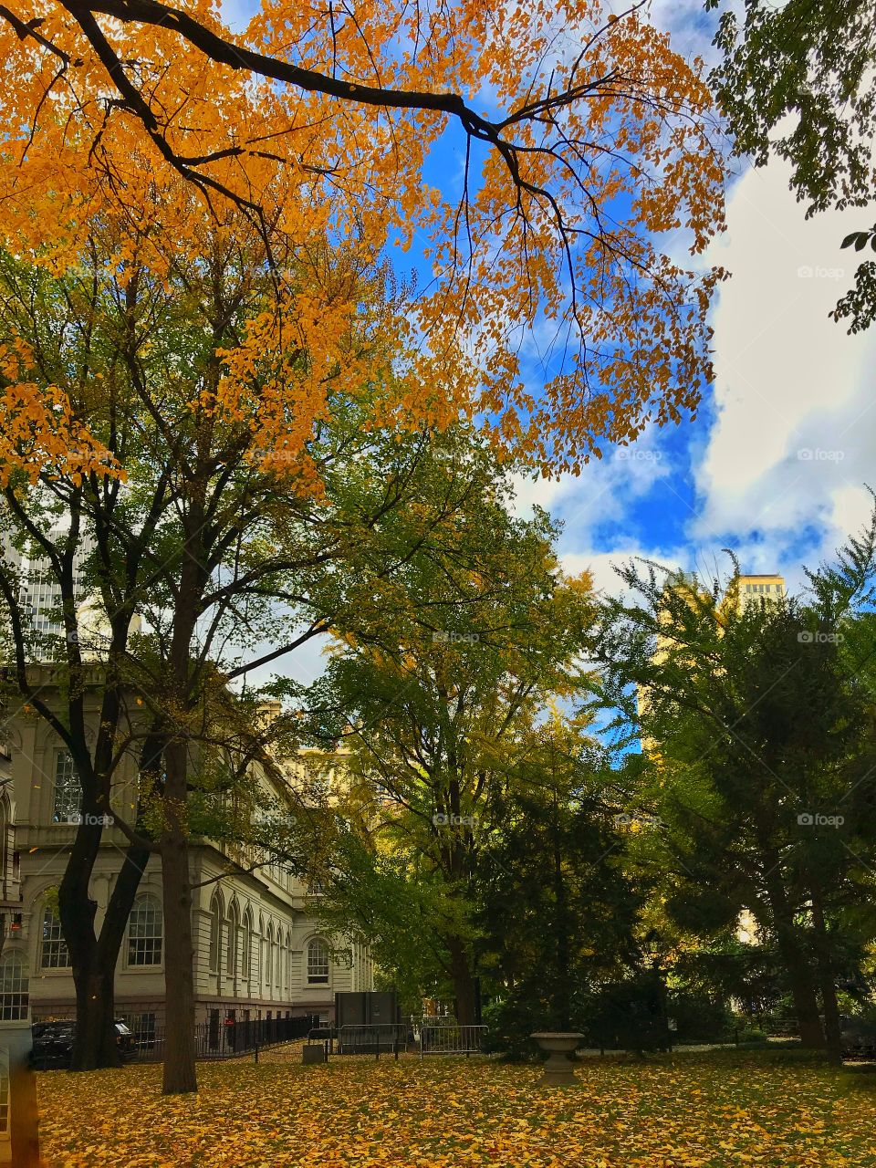 Fall colors in the city