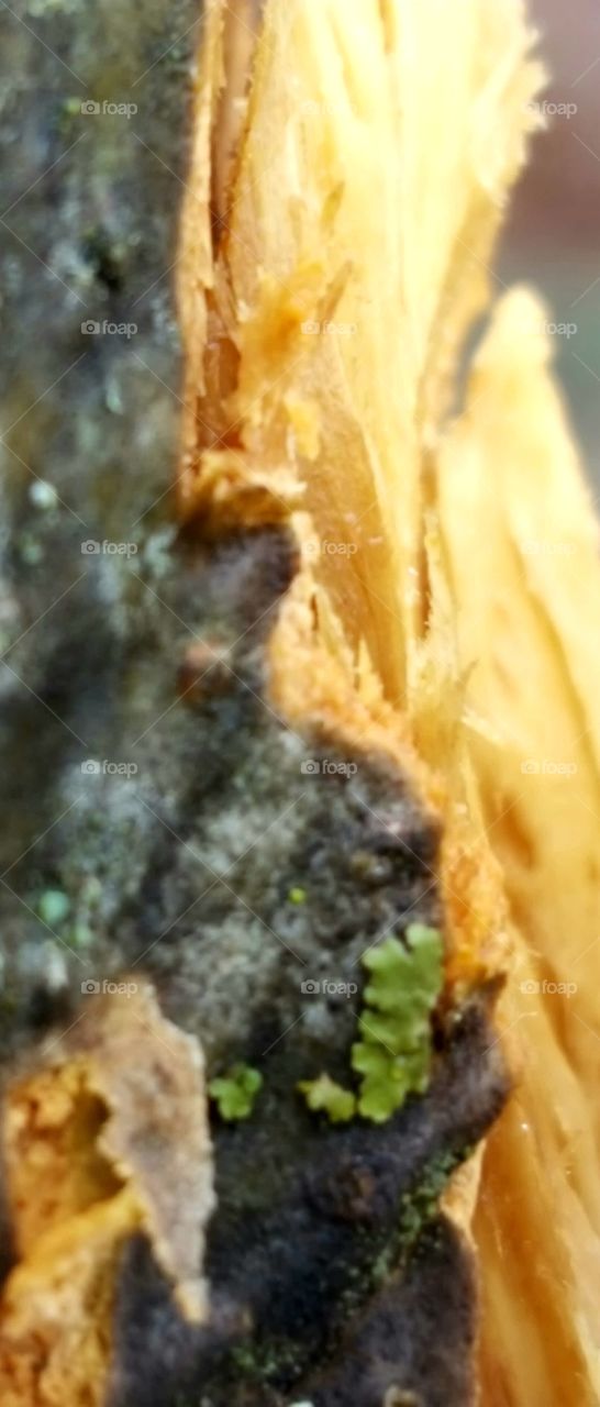 a close up of wood splinters on a broken tree branch.