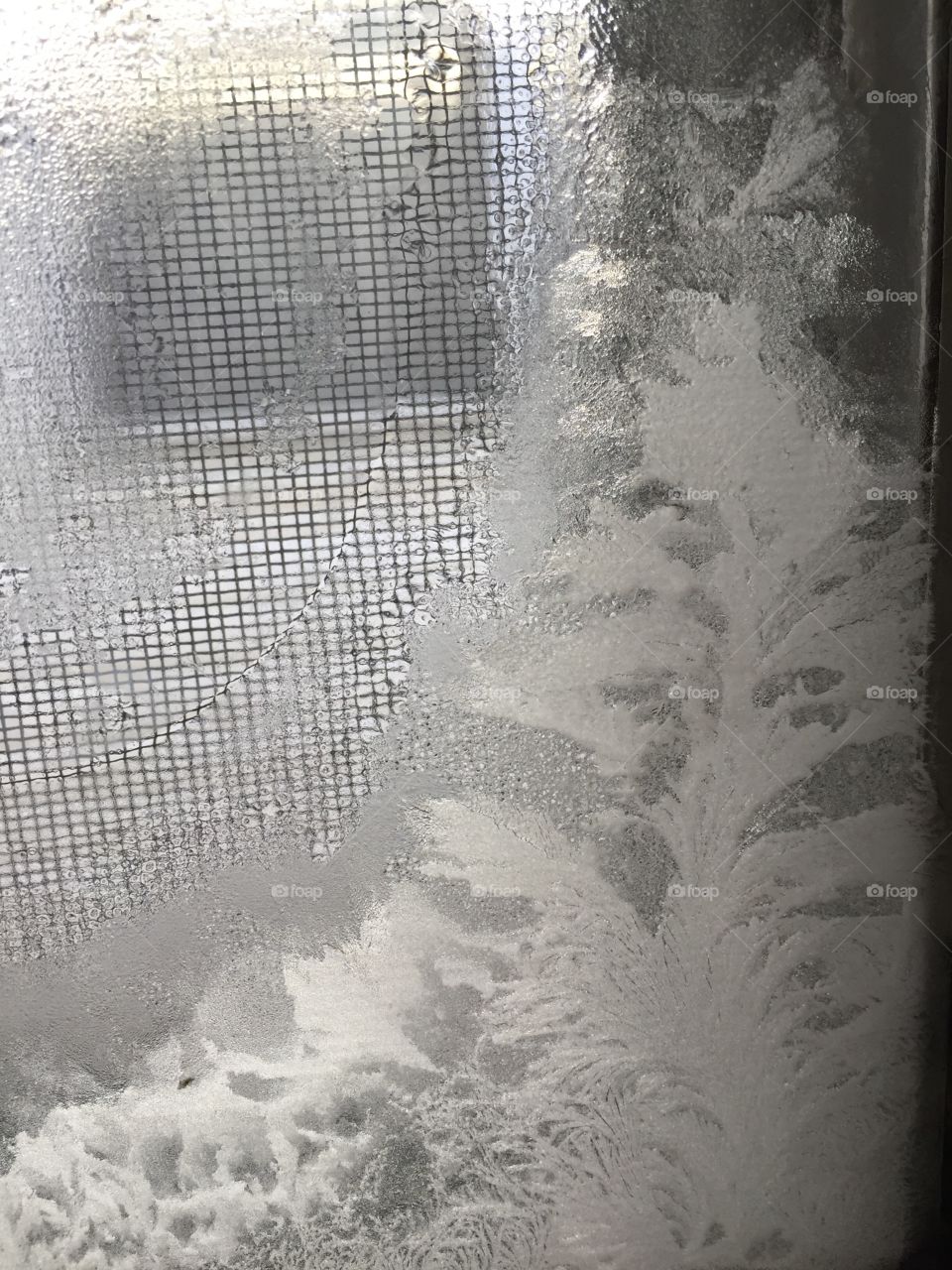 Frost on the window. Looks like a tree.