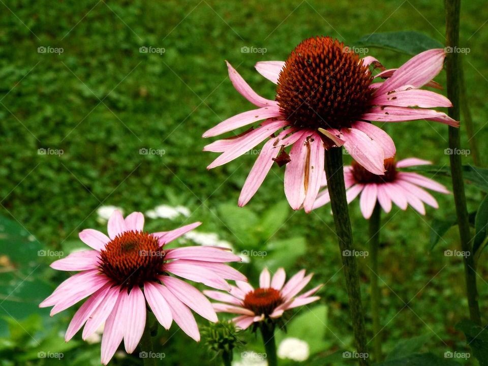 Cone Flower