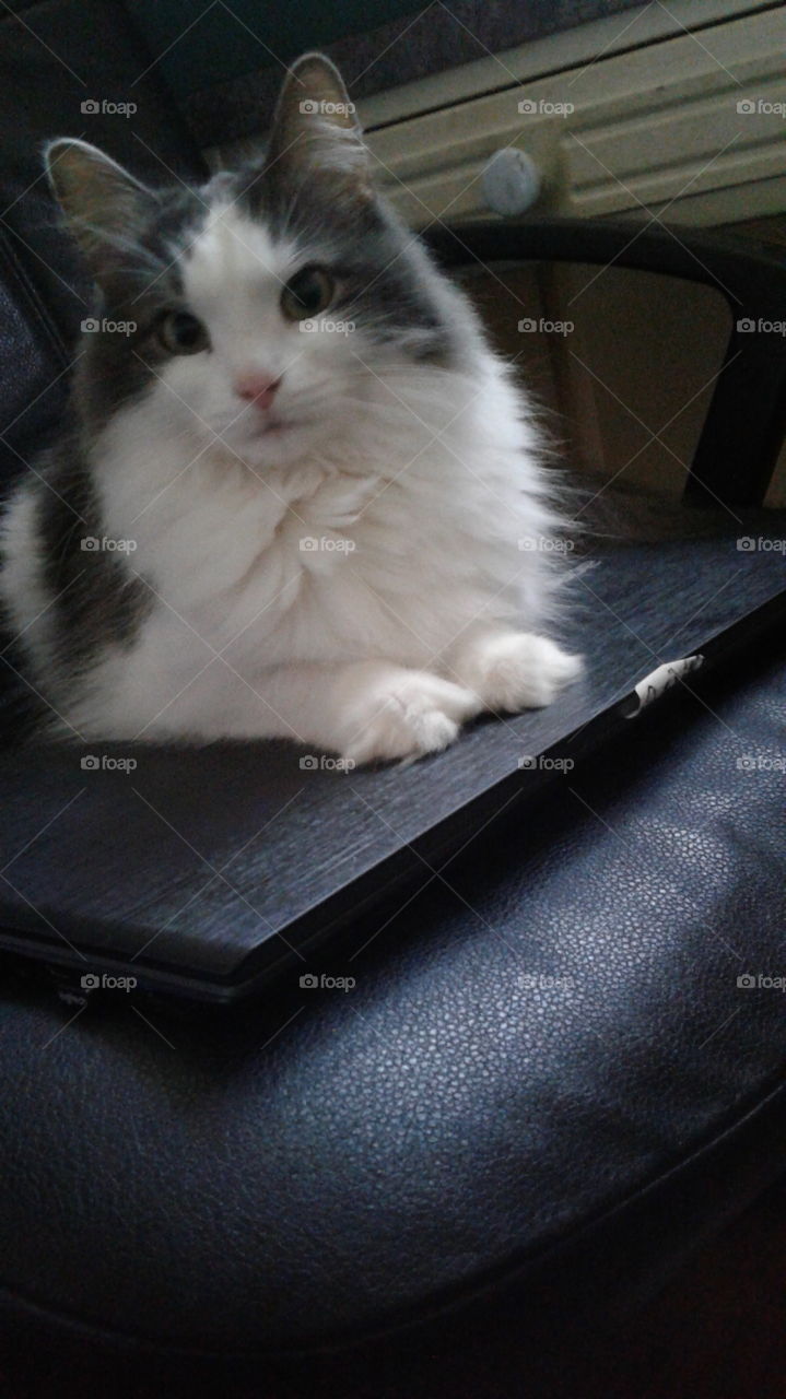 she stole my  computer