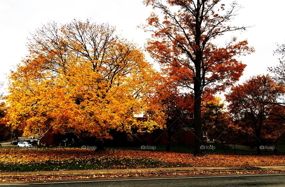  Fall is here_Acadia University