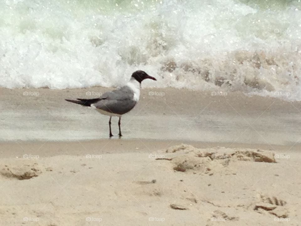 Bird on the beach