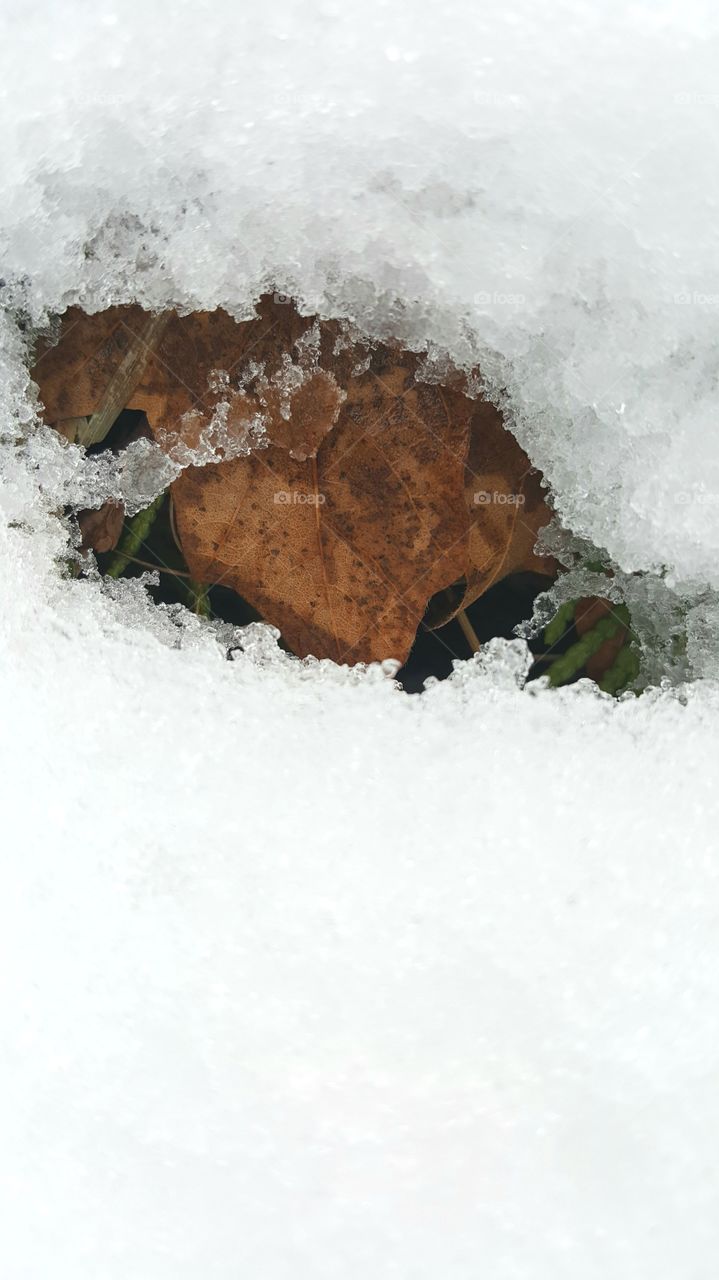 Leaf in Snow